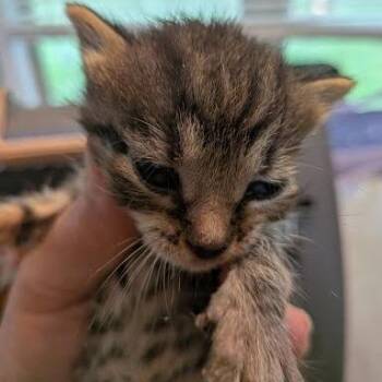 Marilyn -  Domestic Short Hair Cat for Adoption in Jeffersonville, Indiana - Marilyn | PetCurious
