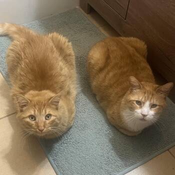 Rescue Domestic Short Hair Cats for Adoption in Buffalo, New York - Chester And Rory | PetCurious