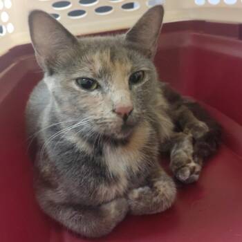 Magnolia -  Domestic Short Hair Cat for Adoption in Allentown, Pennsylvania - Magnolia | PetCurious