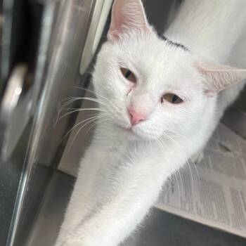 Sasha -  Domestic Short Hair Cat for Adoption in Brockton, Massachusetts - Sasha | PetCurious