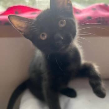 Domestic Short Hair Cats Available for Adoption in Conroe, Texas - Cheetara (The Night Sky Litter) | PetCurious