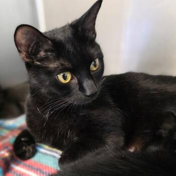 Timpani -  Domestic Short Hair Cat for Adoption - Timpani | PetCurious