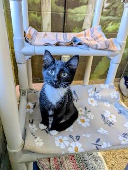 Rescue Domestic Short Hair Cats for Adoption in Frisco, Colorado - NEPTUNE | PetCurious
