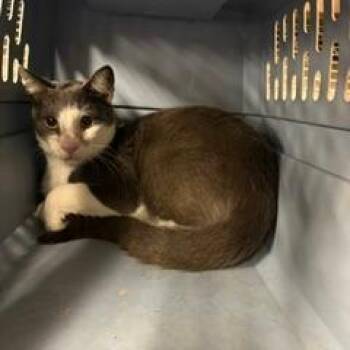Temper -  Domestic Medium Hair Cat for Adoption in Lake Jackson, Texas - Temper | PetCurious