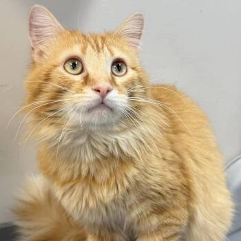 Domestic Long Hair Cats Available for Adoption - Pookie | PetCurious