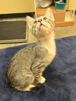 Rescue Domestic Short Hair Cats for Adoption in Larned, Kansas - Charlotte | PetCurious