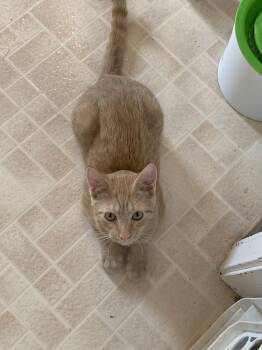 Rescue Domestic Short Hair Cats for Adoption in Sedalia, Missouri - Peaches  “The Boy With 2 Back Toes” | PetCurious