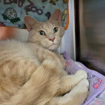 Pippin -  Domestic Short Hair Cat for Adoption in Nashville, Indiana - Pippin | PetCurious