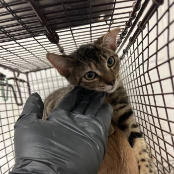 Genoise Cake -  Domestic Short Hair Cat for Adoption in Edinburg, Texas - Genoise Cake | PetCurious