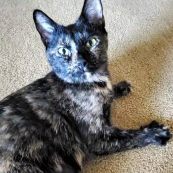 Sweet Magnolia -  Domestic Short Hair Cat for Adoption in Waldorf, Maryland - Sweet Magnolia | PetCurious