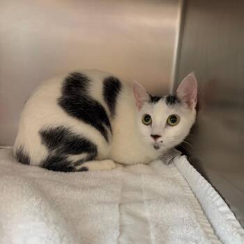 Paris -  Domestic Short Hair Cat for Adoption in Council Bluffs, Iowa - Paris | PetCurious