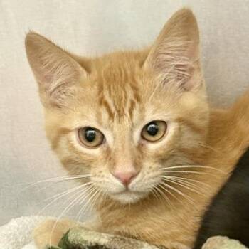 Cheddar -  Domestic Short Hair Cat Available for Adoption in Sacramento, California - Cheddar | PetCurious