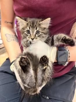 Domestic Medium Hair Cats Available for Adoption in Fort Walton Beach, Florida - MAI | PetCurious