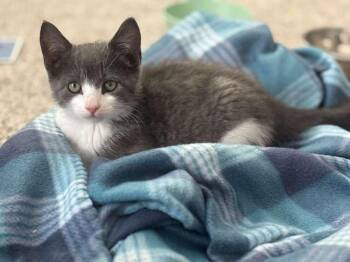 Houdini -  Domestic Short Hair Cat Available for Adoption in St. Cloud, Florida - Houdini | PetCurious