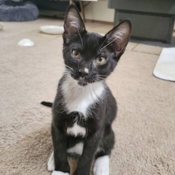 Antony -  Domestic Short Hair Cat for Adoption in Sonora, California - Antony | PetCurious