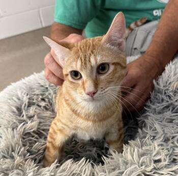 Peter Criss -  Domestic Short Hair Cat for Adoption in Slidell, Louisiana - Peter Criss | PetCurious