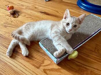 Tanner and Marble -  Tabby Cat for Adoption in Bear, Delaware - Tanner And Marble | PetCurious