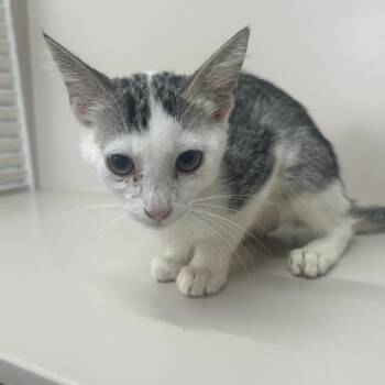 Feta -  Domestic Short Hair Cat for Adoption in West Point, Mississippi - Feta | PetCurious