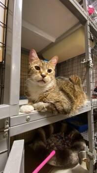 Leo -  Domestic Short Hair Cat for Adoption in Davenport, Iowa - Leo | PetCurious
