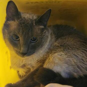 Peep -  Siamese Cat for Adoption in Manhattan, Kansas - Peep | PetCurious