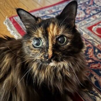 Rescue Domestic Long Hair Cats for Adoption in Morgan Hill, California - Lucky | PetCurious