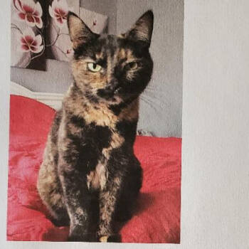 Rescue Domestic Short Hair Cats for Adoption in Rochester, Minnesota - Meow Meow | PetCurious