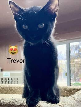 Trevor -  Domestic Short Hair Cat for Adoption in Phoenix, Arizona - Trevor | PetCurious