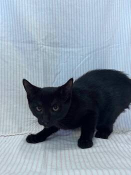 Rescue Domestic Short Hair Cats for Adoption in Newberg, Oregon - Kumquat | PetCurious