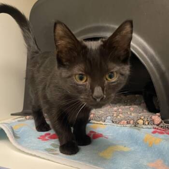 Domestic Short Hair Cats Available for Adoption in Nashville, Tennessee - Dally | PetCurious