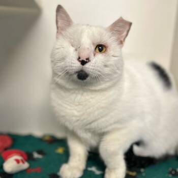Rescue Domestic Short Hair Cats for Adoption in Troy, Illinois - Ray Charles | PetCurious