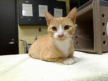 BABY MUTHA -  Domestic Short Hair Cat for Adoption in Cookeville, Tennessee - BABY MUTHA | PetCurious