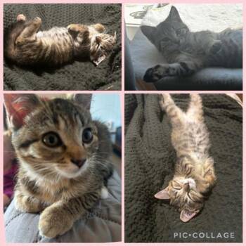 Domestic Short Hair Cats Available for Adoption in Victoria, British Columbia - Pheobe | PetCurious