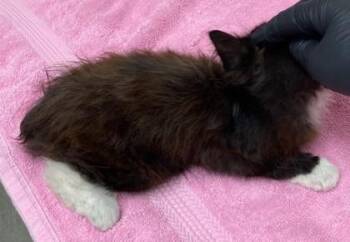 Lokie -  Domestic Long Hair and Domestic Short Hair Cat for Adoption in Eugene, Oregon - Lokie | PetCurious