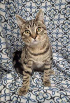 Rescue Domestic Short Hair Cats for Adoption in Lake City, Michigan - 6748 (Maverick) | PetCurious