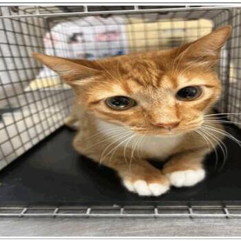 Frudo -  Domestic Short Hair Cat for Adoption in Tampa, Florida - Frudo | PetCurious