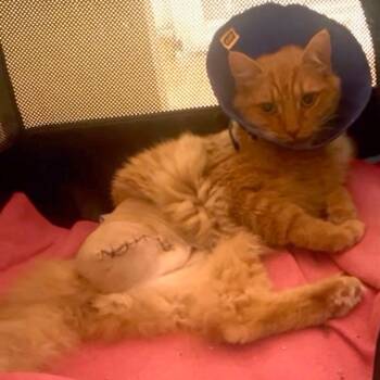 Darla -  Domestic Long Hair Cat for Adoption in Long Beach, California - Darla | PetCurious