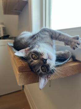 Sansa -  Domestic Short Hair Cat for Adoption in Arthur, Ontario - Sansa | PetCurious
