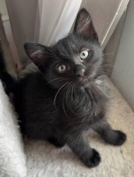 Sinatra -  Domestic Short Hair Cat for Adoption in Mason City, Iowa - Sinatra | PetCurious