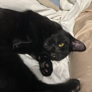 Domestic Short Hair Cats Available for Adoption in Morrison, Colorado - Tucker Friel | PetCurious