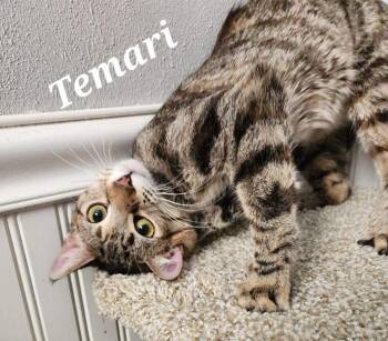 Domestic Short Hair Cats Available for Adoption in Monrovia, California - Temari | PetCurious