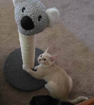 Domestic Short Hair Cats Available for Adoption in Lancaster, Pennsylvania - Friday | PetCurious