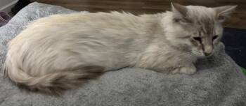 Cloud -  Domestic Long Hair Cat for Adoption in Mountain Home, Arkansas - Cloud | PetCurious