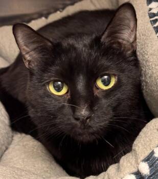 Domestic Short Hair Cats Available for Adoption in Kenai, Alaska - Hiccup | PetCurious