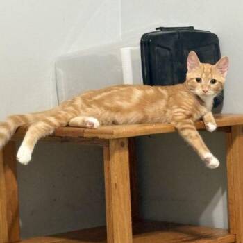 Toby -  Tabby and Domestic Short Hair Cat for Adoption in Knoxville, Tennessee - Toby | PetCurious