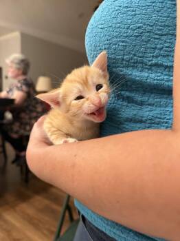 Domestic Short Hair Cats Available for Adoption - Barbacoa (Available For Pre-adoption) | PetCurious