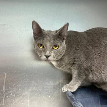 Kip -  Russian Blue Cat for Adoption in Casa Grande, Arizona - Kip | PetCurious