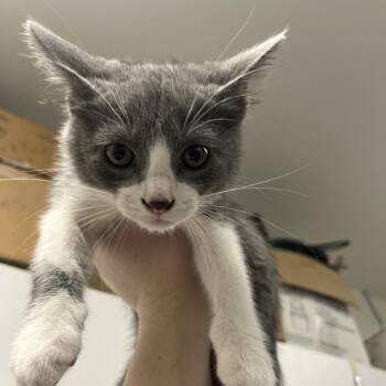 Kreacher -  Domestic Short Hair Cat for Adoption in Albert Lea, Minnesota - Kreacher | PetCurious