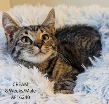 Cream -  Domestic Short Hair Cat for Adoption - Cream | PetCurious