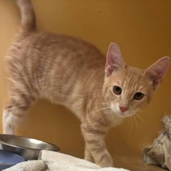 Saffy -  Domestic Short Hair Cat for Adoption in East Hanover, New Jersey - Saffy | PetCurious