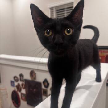 Bruce -  Domestic Short Hair Cat for Adoption in League City, Texas - Bruce | PetCurious